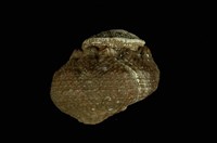 藏品(瘤珠螺)的圖片